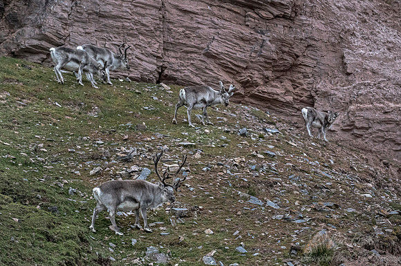207 Svalbard Reindeer (Rangifer tarandus) Svalbard - Norway