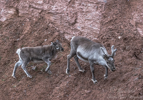 208 Svalbard Reindeer (Rangifer tarandus) Svalbard - Norway