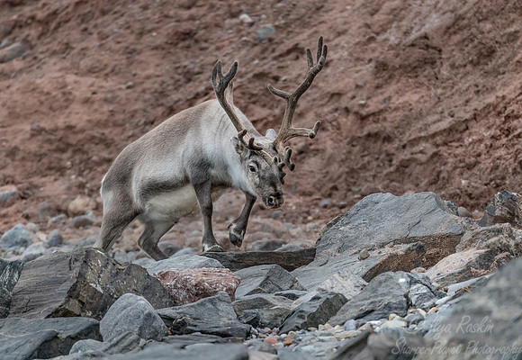 210 Svalbard Reindeer (Rangifer tarandus) Svalbard - Norway