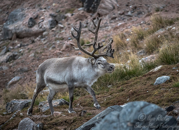 211 Svalbard Reindeer (Rangifer tarandus) Svalbard - Norway