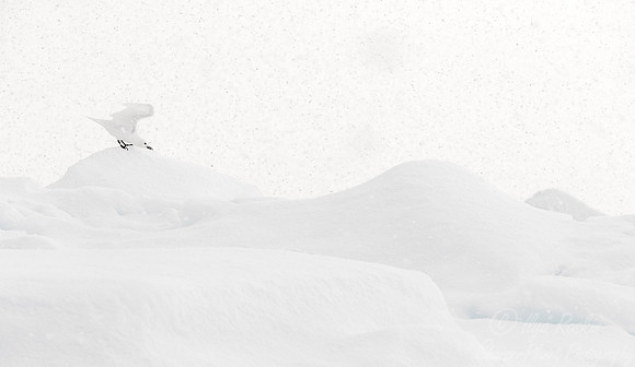 259 Ivory Gull (Pagophila eburnea) Svalbard - Norway