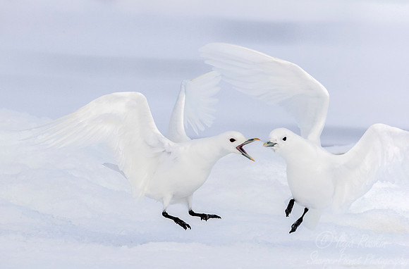 261 Ivory Gulls (Pagophila eburnea) Svalbard - Norway