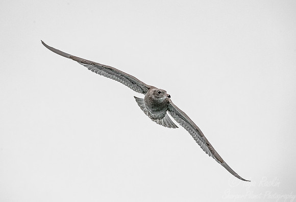 263 Great Skua (Stercorarius skua) Svalbard - Norway