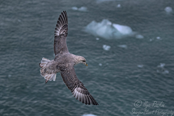 268 Northern Fulmar (Fulmarus glacialis) Svalbard - Norway