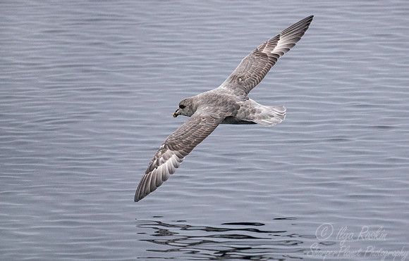 269 Northern Fulmar (Fulmarus glacialis) Svalbard - Norway
