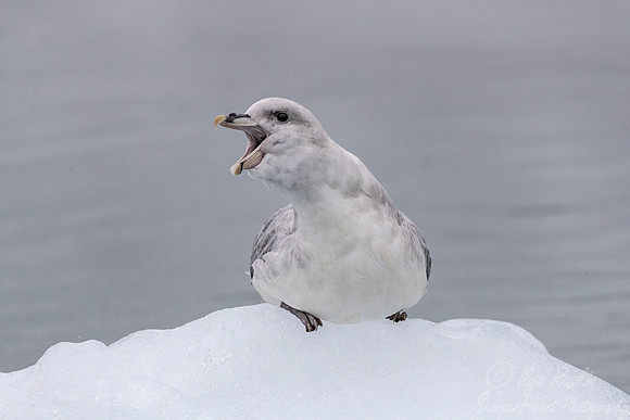 271 Northern Fulmar (Fulmarus glacialis) Svalbard - Norway