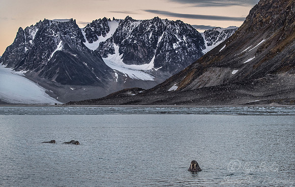 139 Walruses (Odobenus rosmarus) Svalbard - Norway