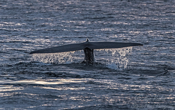 137 Blue Whale (Balaenoptera musculus) Svalbard - Norway