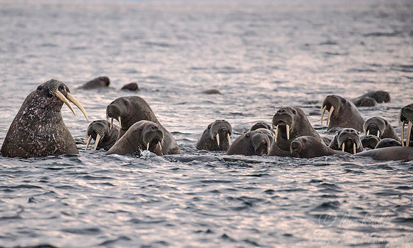 141 Walruses (Odobenus rosmarus) Svalbard - Norway