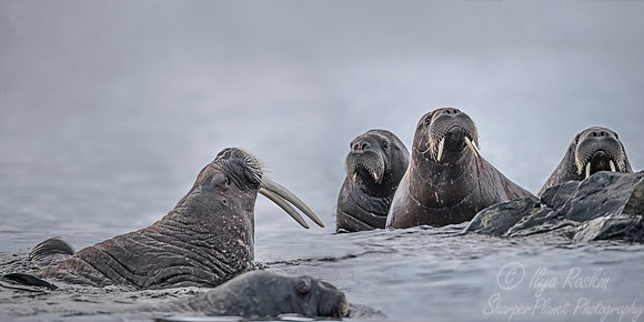 142 Walruses (Odobenus rosmarus) Svalbard - Norway