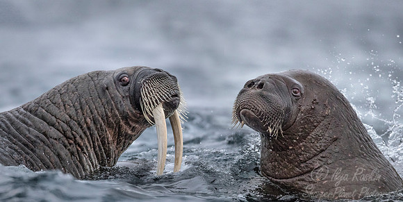 144 Walruses (Odobenus rosmarus) Svalbard - Norway