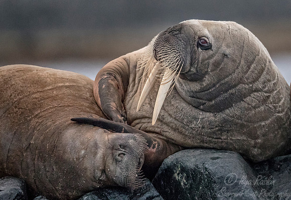 145 Walruses (Odobenus rosmarus) Svalbard - Norway