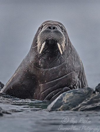 148 Walrus (Odobenus rosmarus) Svalbard - Norway