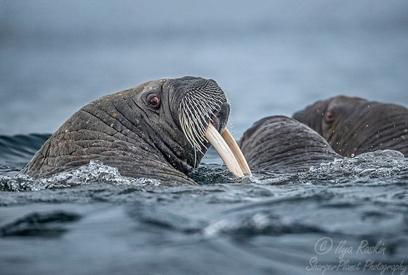 150 Walrus (Odobenus rosmarus) Svalbard - Norway