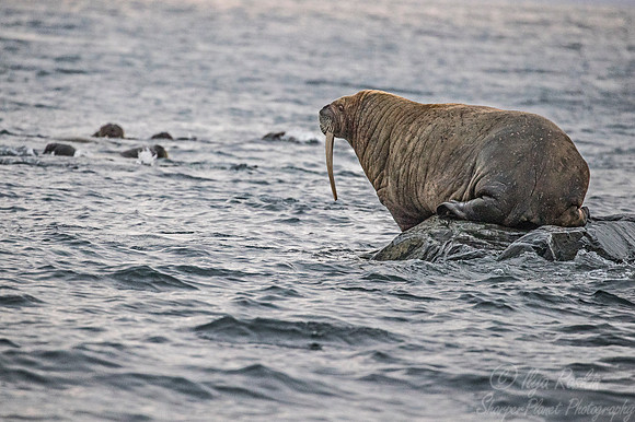 152 Walrus (Odobenus rosmarus) Svalbard - Norway