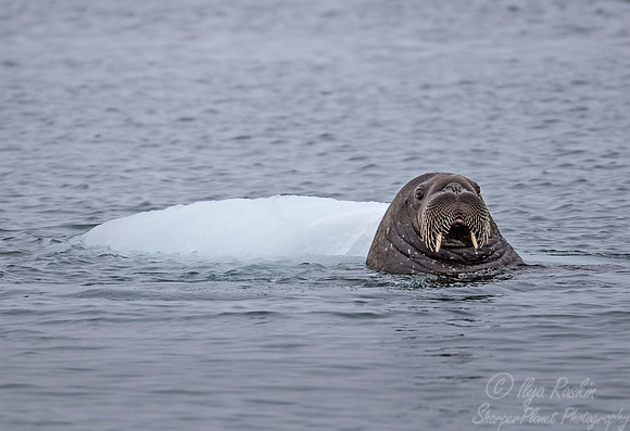 154 Walrus (Odobenus rosmarus) Svalbard - Norway