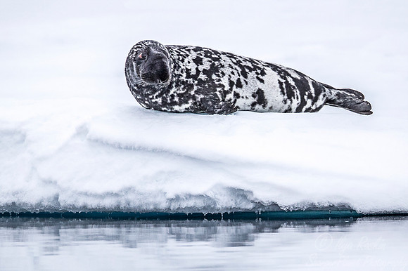 156 Hooded Seal (Cystophora cristata) Svalbard - Norway