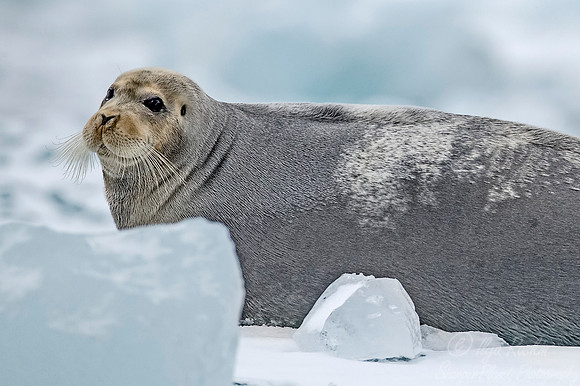 159 Bearded Seal (Erignathus barbatus) Svalbard - Norway