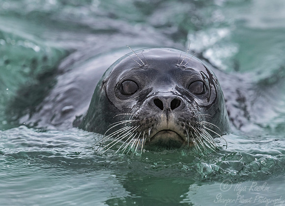 160 Ringed Seal (Phoca hispida) Svalbard - Norway