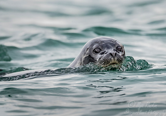 161 Ringed Seal (Phoca hispida) Svalbard - Norway