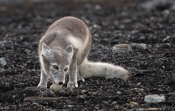164 Arctic Fox (Vulpes lagopus) Svalbard - Norway