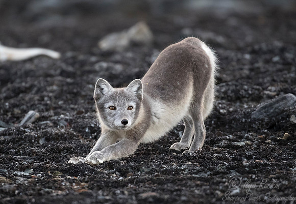 165 Arctic Fox (Vulpes lagopus) Svalbard - Norway