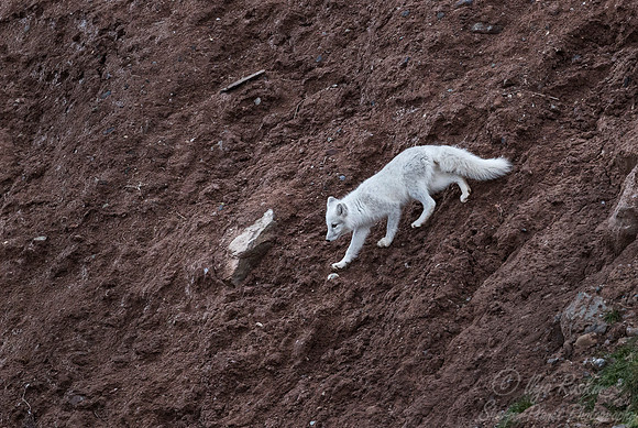 169 Arctic Fox (Vulpes lagopus) Svalbard - Norway