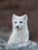 2017 Svalbard Animals and Birds