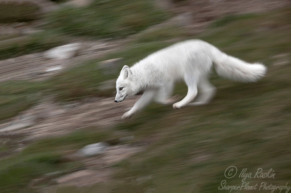 173 Arctic Fox (Vulpes lagopus) Svalbard - Norway