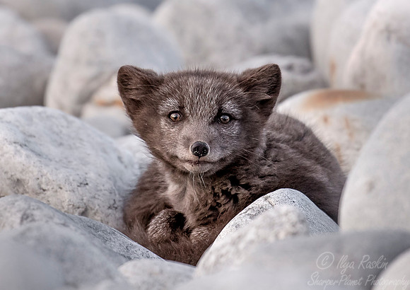 174 Arctic Fox - blue morph (Vulpes lagopus) Svalbard - Norway