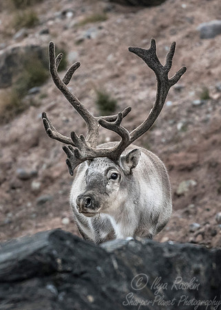 209 Svalbard Reindeer (Rangifer tarandus) Svalbard - Norway