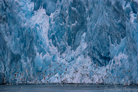 254 Black-legged Kittiwakes (Rissa tridactyla) Svalbard - Noway