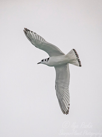 255 Black-legged Kittiwake (Rissa tridactyla) Svalbard - Noway