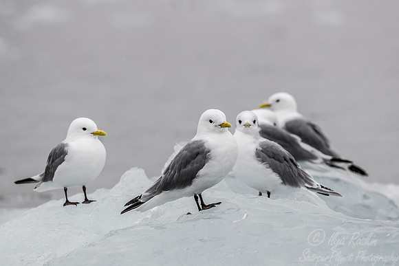 256 Black-legged Kittiwakes (Rissa tridactyla) Svalbard - Noway