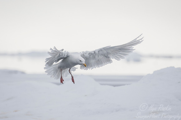 257 Glaucous Gull (Larus hyperboreus) Svalbard - Norway