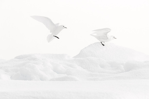 258 Ivory Gulls (Pagophila eburnea) Svalbard - Norway