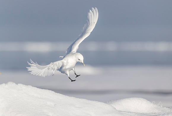260 Ivory Gull (Pagophila eburnea) Svalbard - Norway