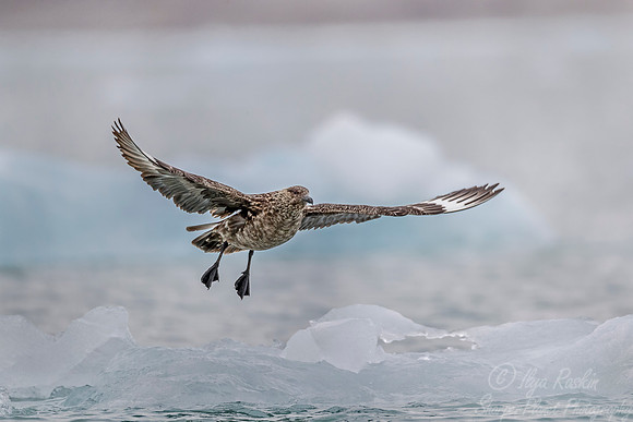 262 Great Skua (Stercorarius skua) Svalbard - Norway