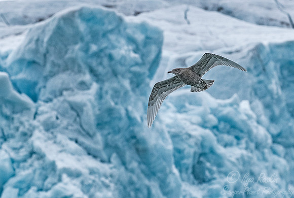 264 Great Skua (Stercorarius skua) Svalbard - Norway