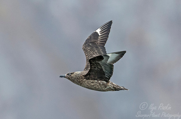 265 Great Skua (Stercorarius skua) Svalbard - Norway