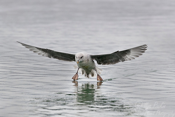 266 Northern Fulmar (Fulmarus glacialis) Svalbard - Norway