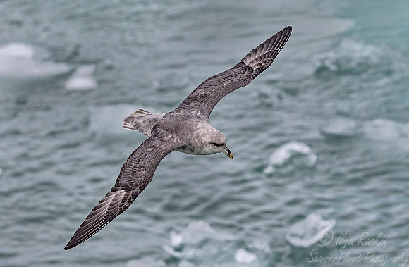 267 Northern Fulmar (Fulmarus glacialis) Svalbard - Norway