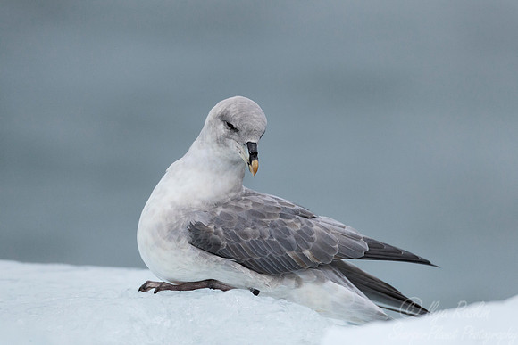 270 Northern Fulmar (Fulmarus glacialis) Svalbard - Norway