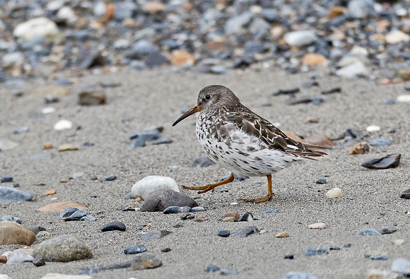 272 Purple Sandpiper (Calidris maritima) Svalbard - Norway