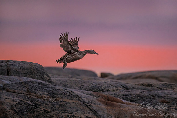 273 Common Eider (Somateria mollissima) Svalbard - Norway
