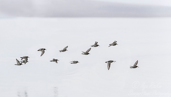 273 Purple Sandpipers (Calidris maritima) Svalbard - Norway