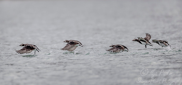 274 Long-tailed ducks (Clangula hyemalis) Svalbard - Norway
