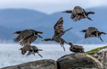 152 Great Cormorant (Phalacrocorax carbo) - Norway
