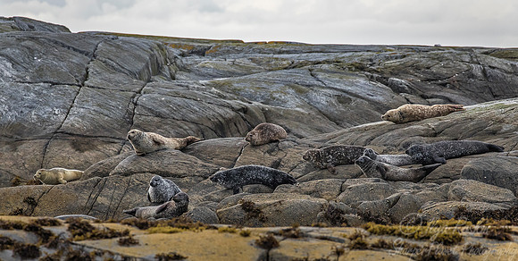 162 Harbor Seal (Phoca vitulina) - Norway