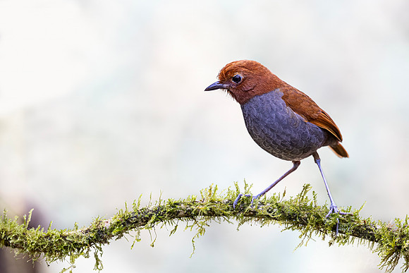 599 Bicolored antpitta (Grallaria rufocinerea) - Colombia cloud forest